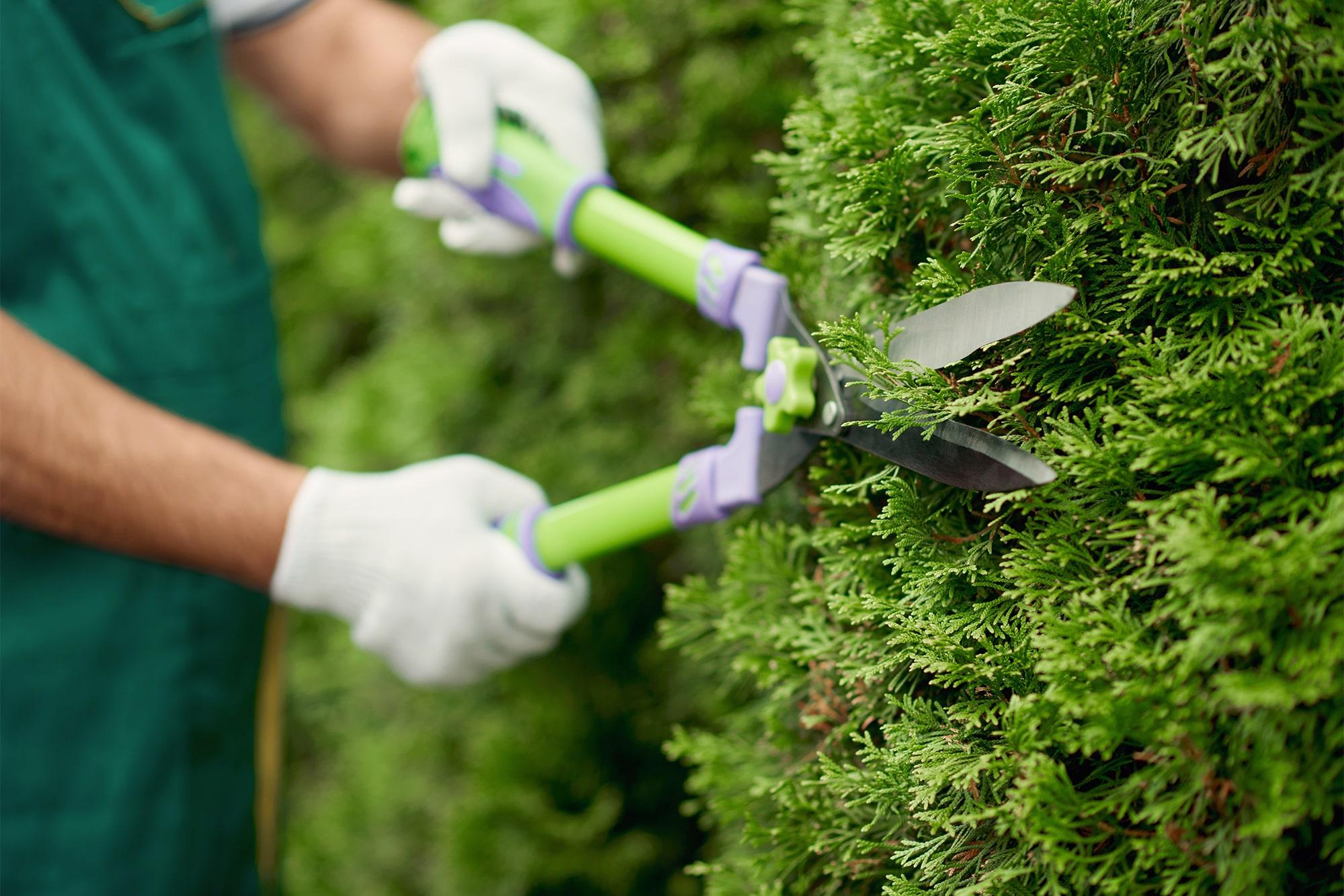 Hedge Trimming